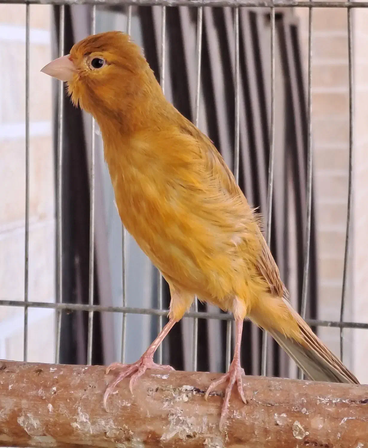 قناری|پرنده|کرمان, |دیوار