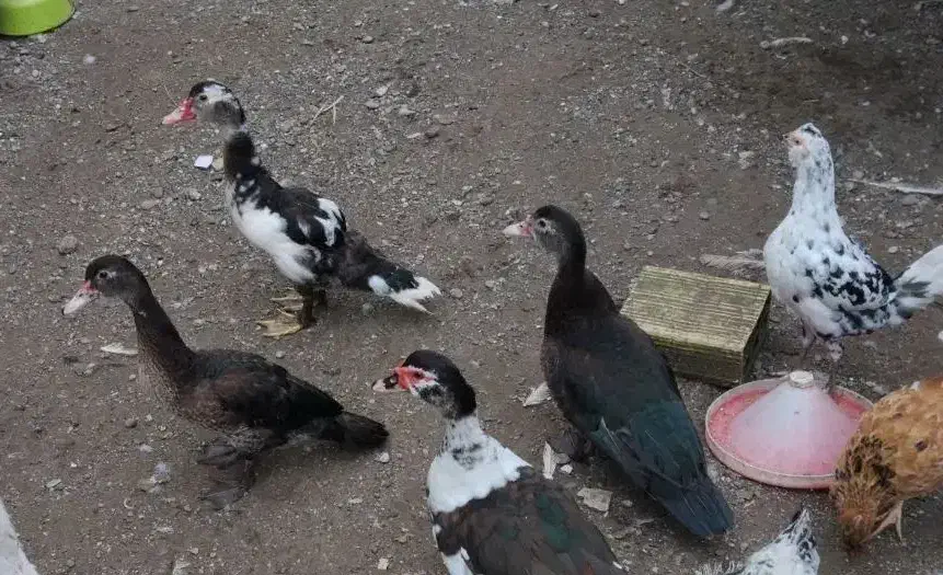 اسرائیلی|حیوانات مزرعه|بندر انزلی, کلیور|دیوار