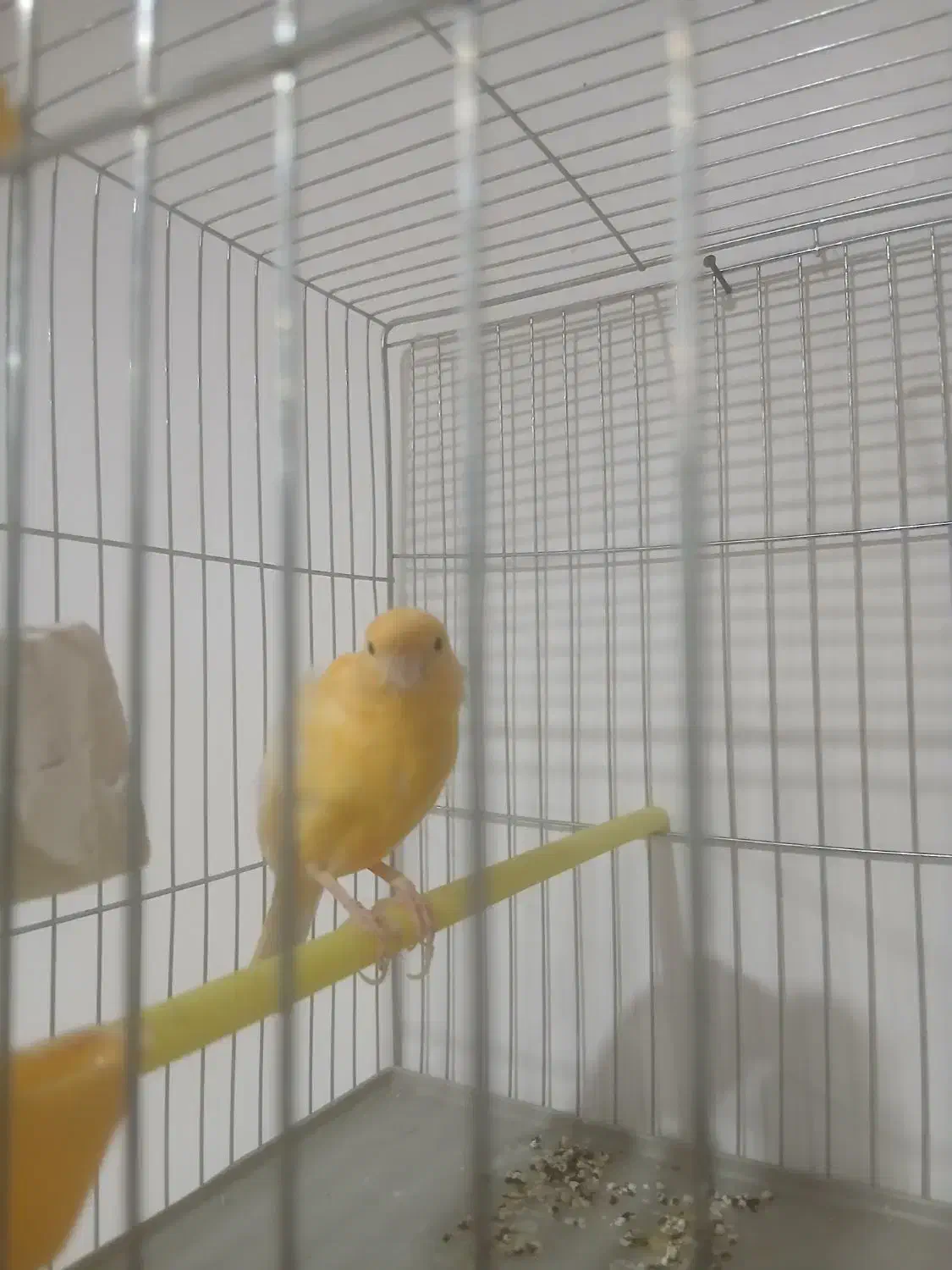 قناری نر|پرنده|بروجرد, |دیوار