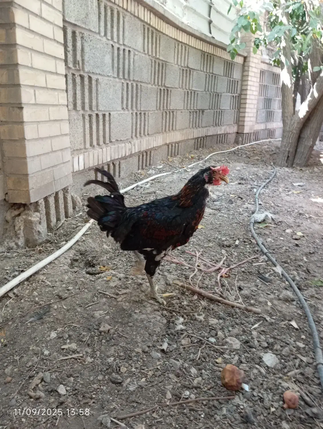 خروس اصیل محلی|حیوانات مزرعه|شیراز, شهرک بهار|دیوار