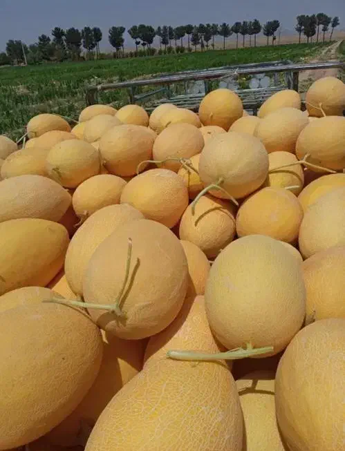 فروش یا اجاره جهت ساخت ویلا یا گلخانه یا کشت صیفی|فروش دفتر صنعتی، کشاورزی، تجاری|لنجان, |دیوار