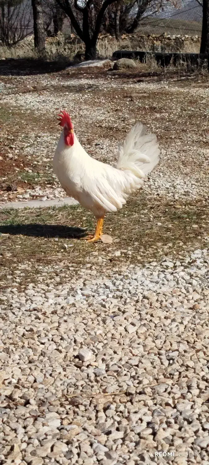 خروس زیبا|حیوانات مزرعه|جوانرود, |دیوار