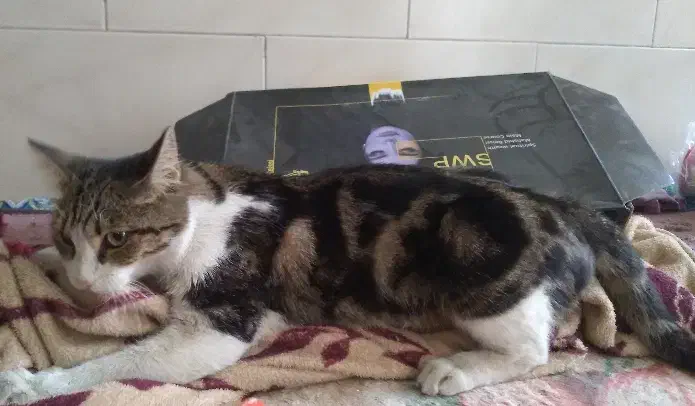 گربه نر خونگی پیدا شده|گربه|یزد, |دیوار