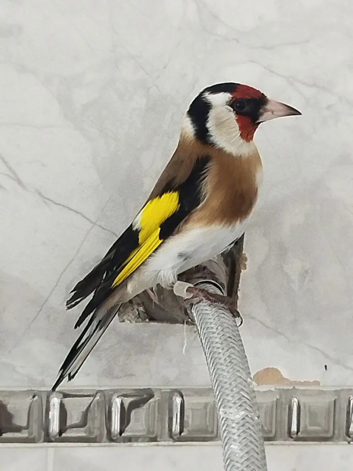 سهره ماده گاوی عتیقه|پرنده|اردبیل, |دیوار