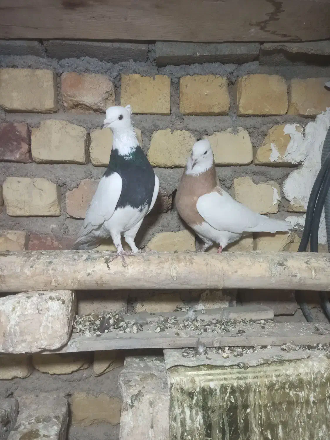 طوقی سپیدان|پرنده|سپیدان, |دیوار