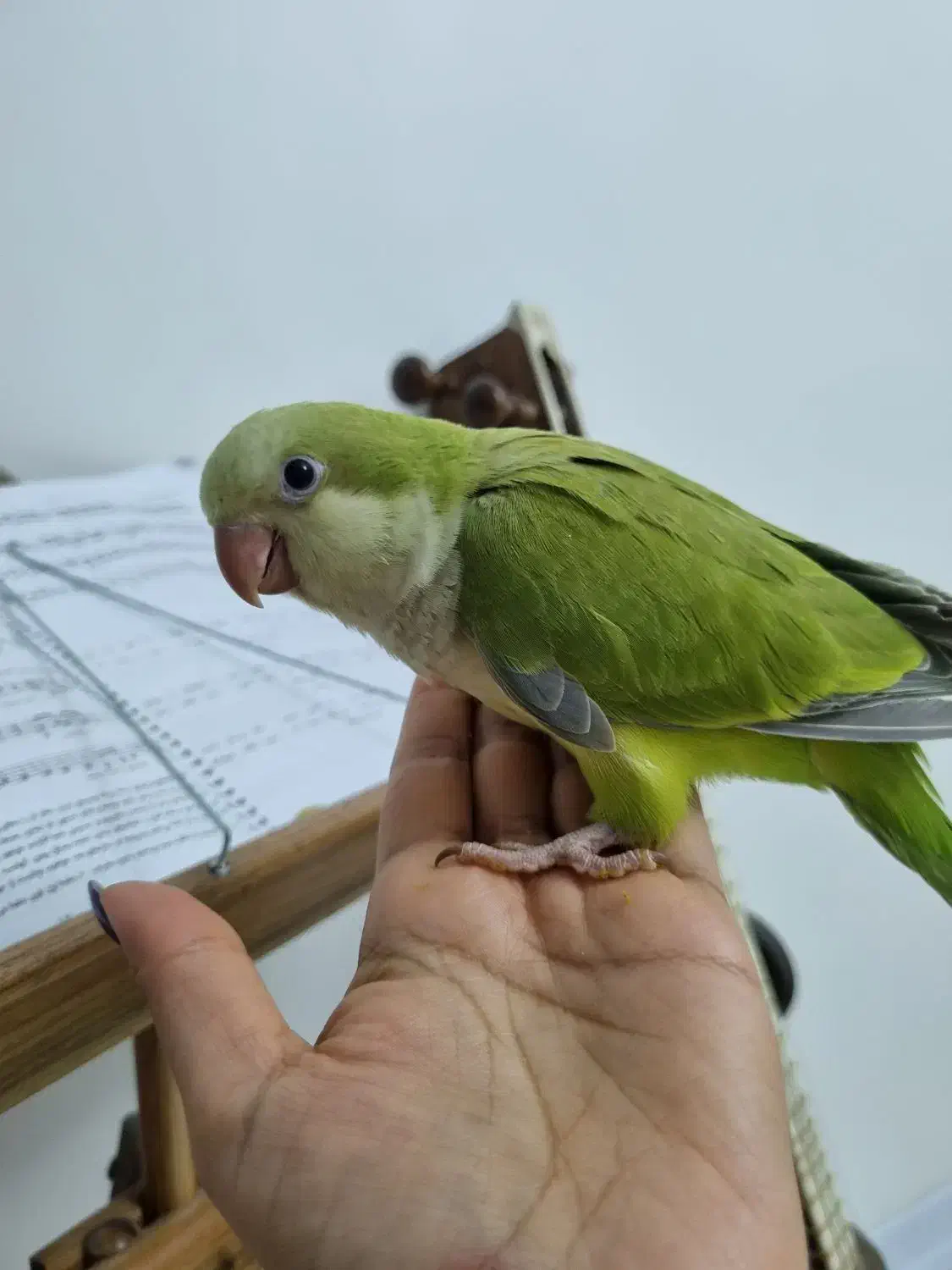 راهب نرمخور|پرنده|گرمدره, |دیوار