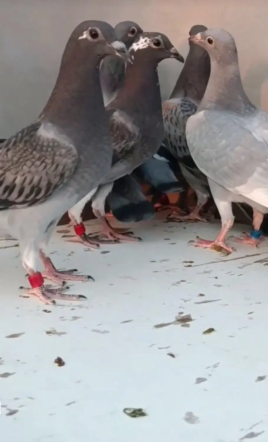 جوجه پلاکی|پرنده|اهواز, امانیه|دیوار