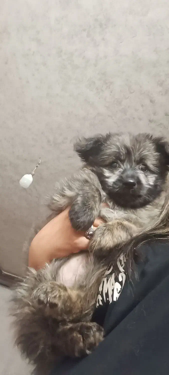 سگ پاپی|سگ|برخوار, |دیوار