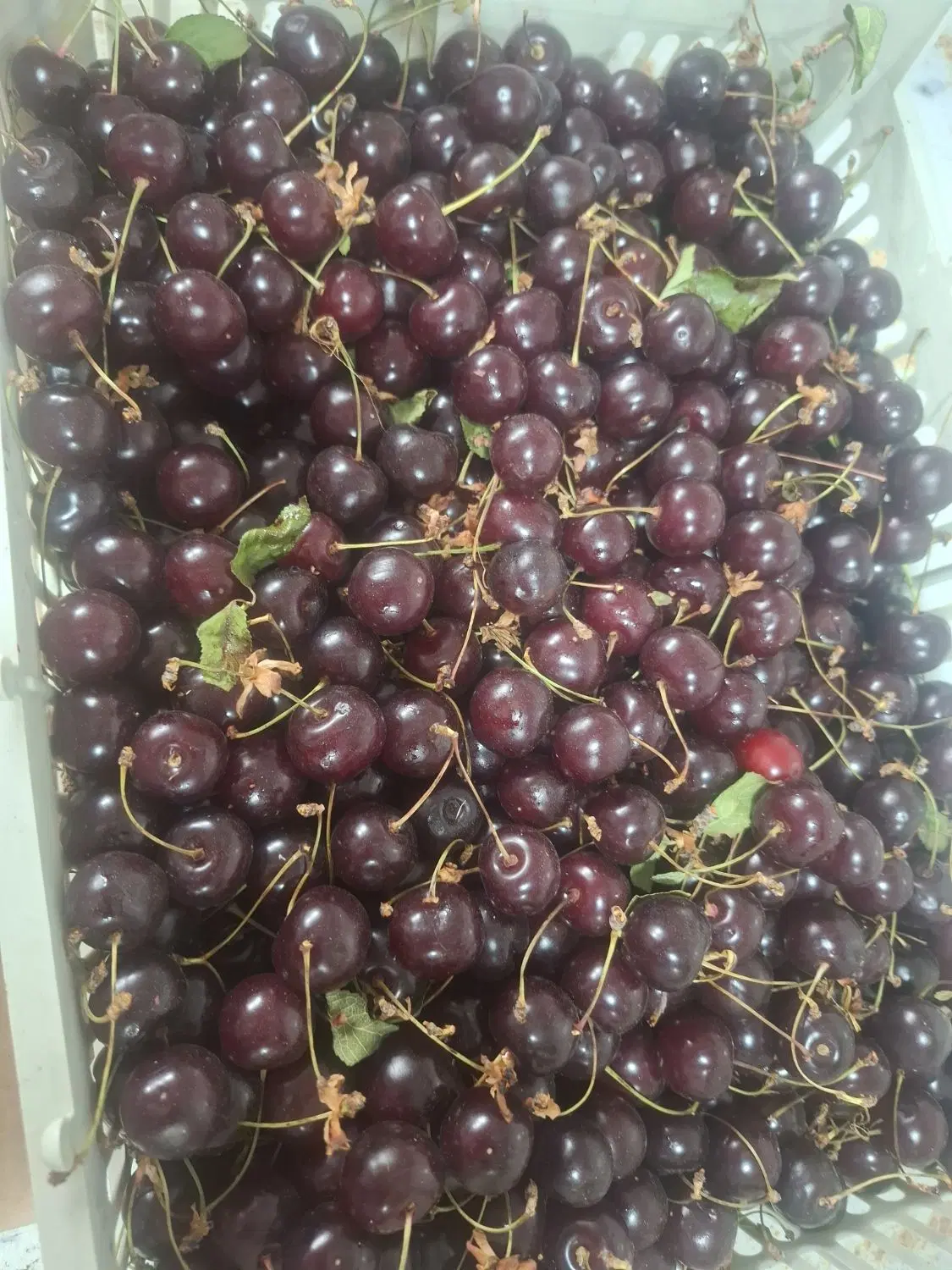 میوه|خوردنی و آشامیدنی|شیراز, بالا کفت|دیوار