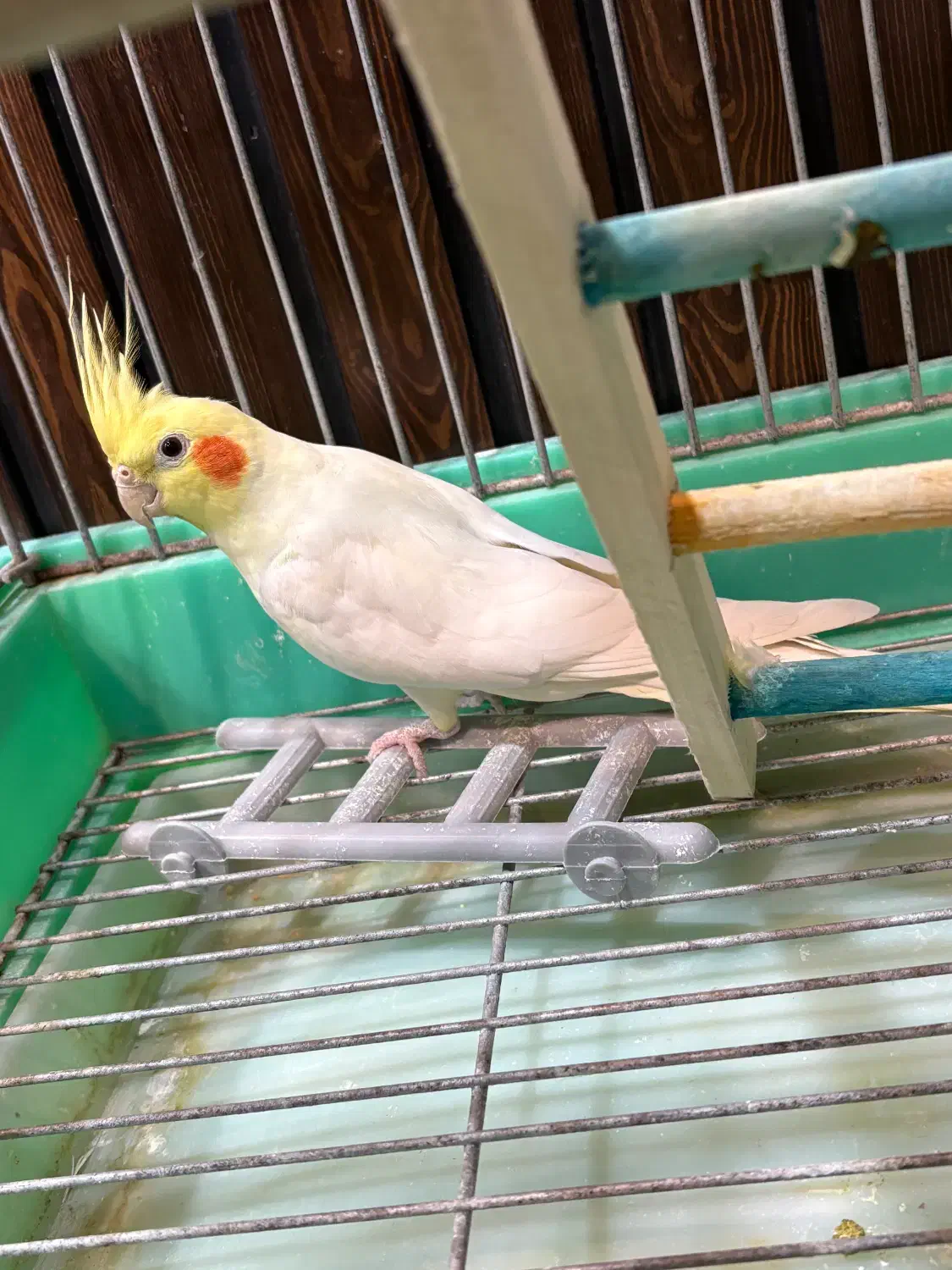 عروس هلندی لوتینو جفت سالم|پرنده|سبزوار, پامنار|دیوار