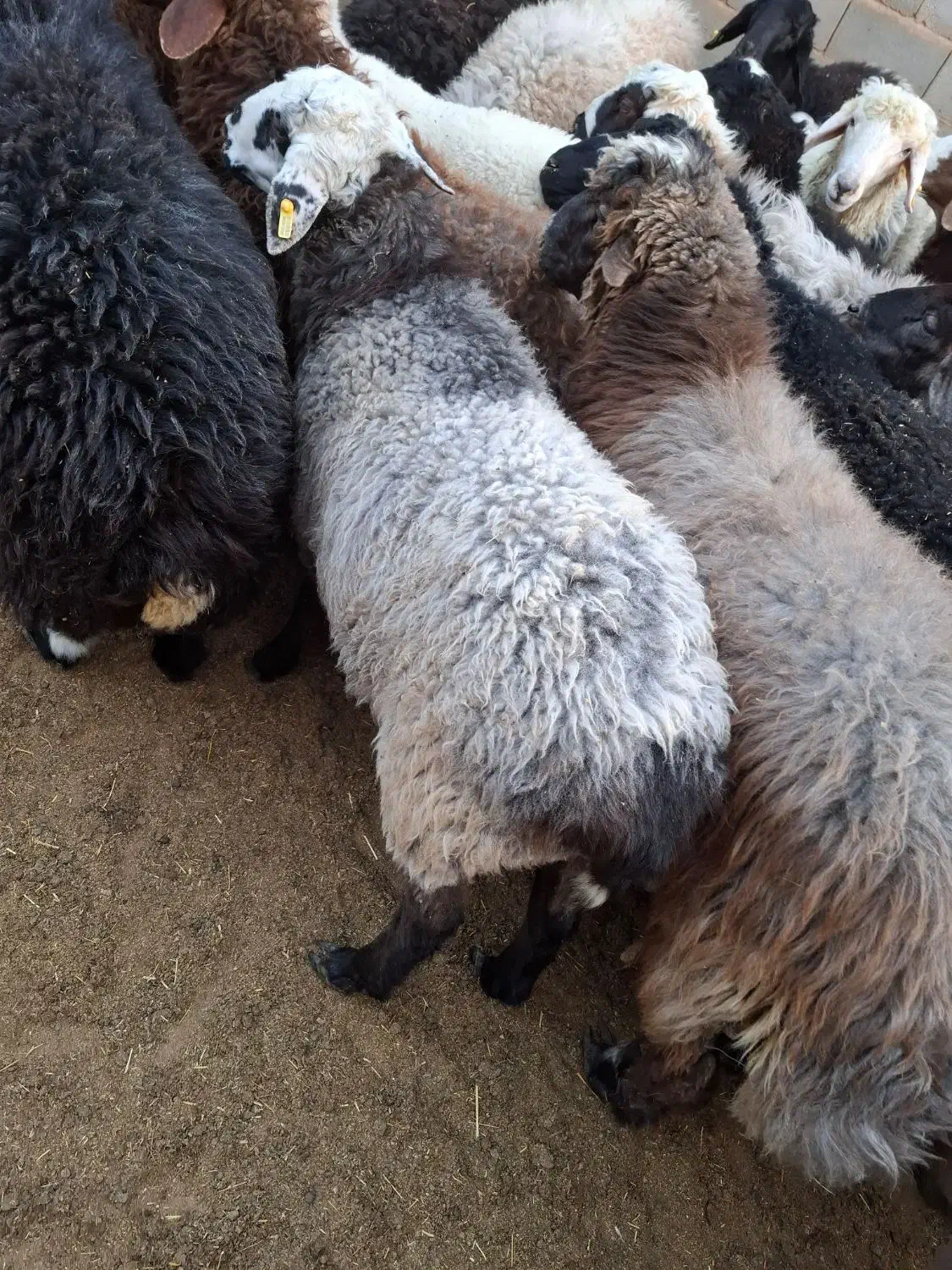 بره رومانف بدون دنبه گوسفند|حیوانات مزرعه|یزد, |دیوار