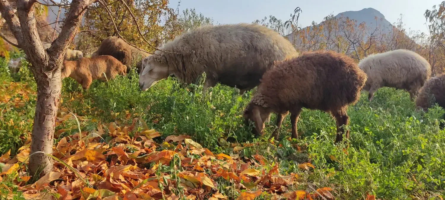 یک‌عدد‌قوچ‌‌دامازدغ|حیوانات مزرعه|مرادلو, |دیوار