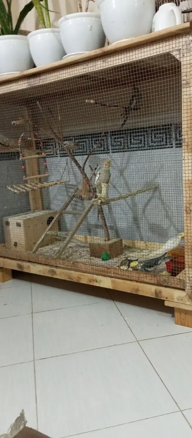 قفس پرنده|لوازم جانبی حیوانات|قشم, |دیوار