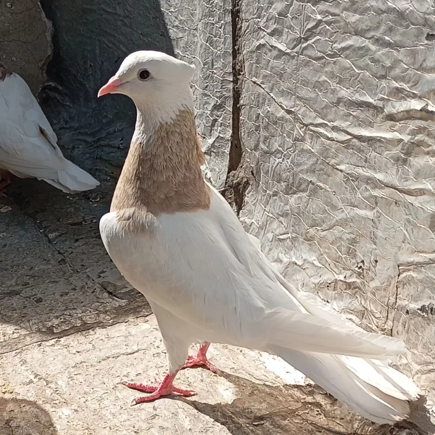 پرنده|پرنده|یاسوج, |دیوار