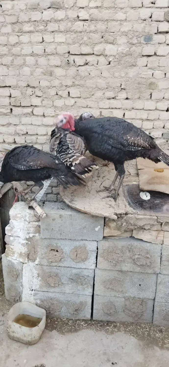 بوقلمون محلی10عدد|حیوانات مزرعه|زرین دشت (همدان), |دیوار