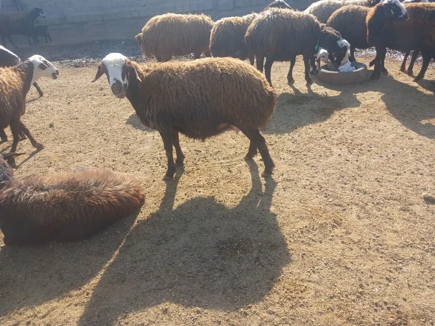 میش وبره|حیوانات مزرعه|هشتگرد, ایقربلاغ|دیوار