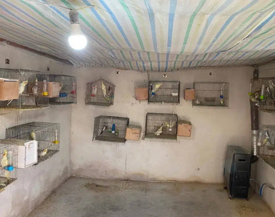 فروش انواع عروس هلندی|پرنده|کتالم و سادات شهر, |دیوار