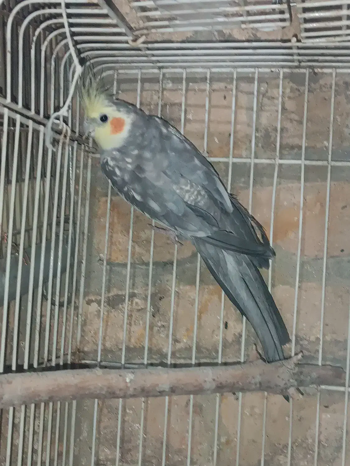 عروس هلندی|پرنده|کهریزک, |دیوار