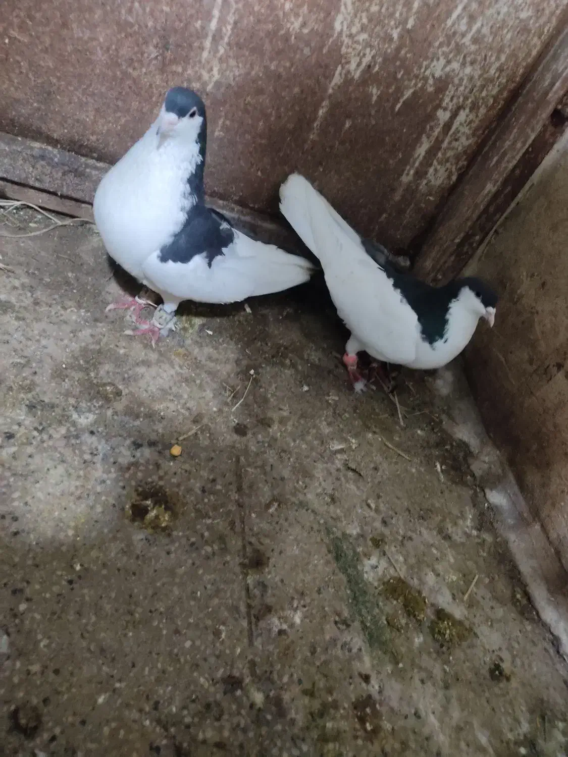 یک طوقی گمشده|حیوانات|تربت جام, میان جام|دیوار