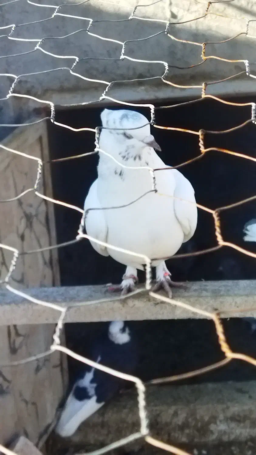 کبوتر|پرنده|ایلخچی, |دیوار