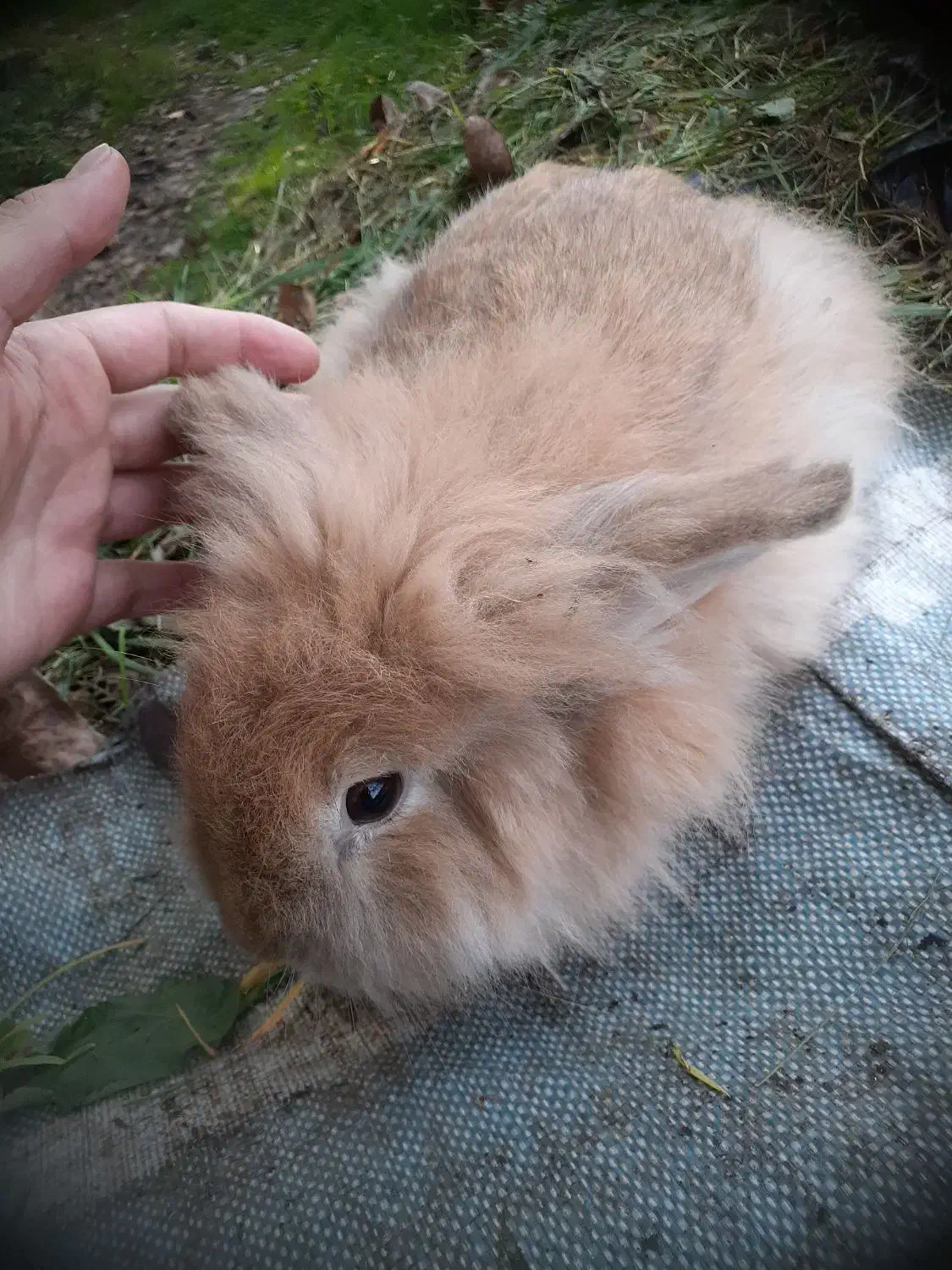 تعدادی خرگوش لپ همه یک سال به بالا همه ماده میباشد|موش و خرگوش|کوچصفهان, |دیوار