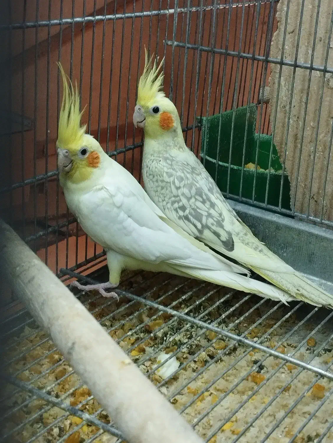 عروس هلندی با ۳تا جوجه یک ماهه|پرنده|بناب, |دیوار