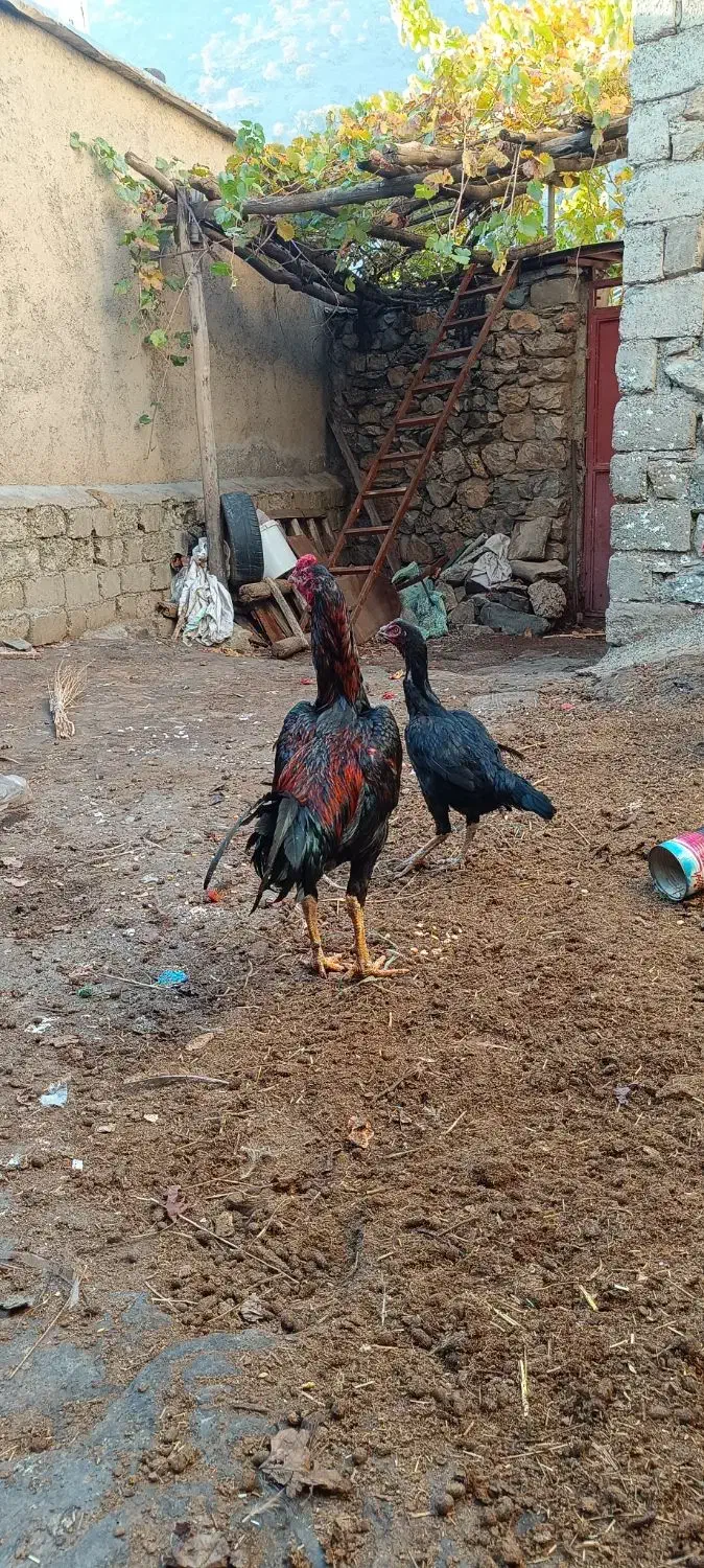 خرووس لاری|حیوانات مزرعه|مریوان, |دیوار