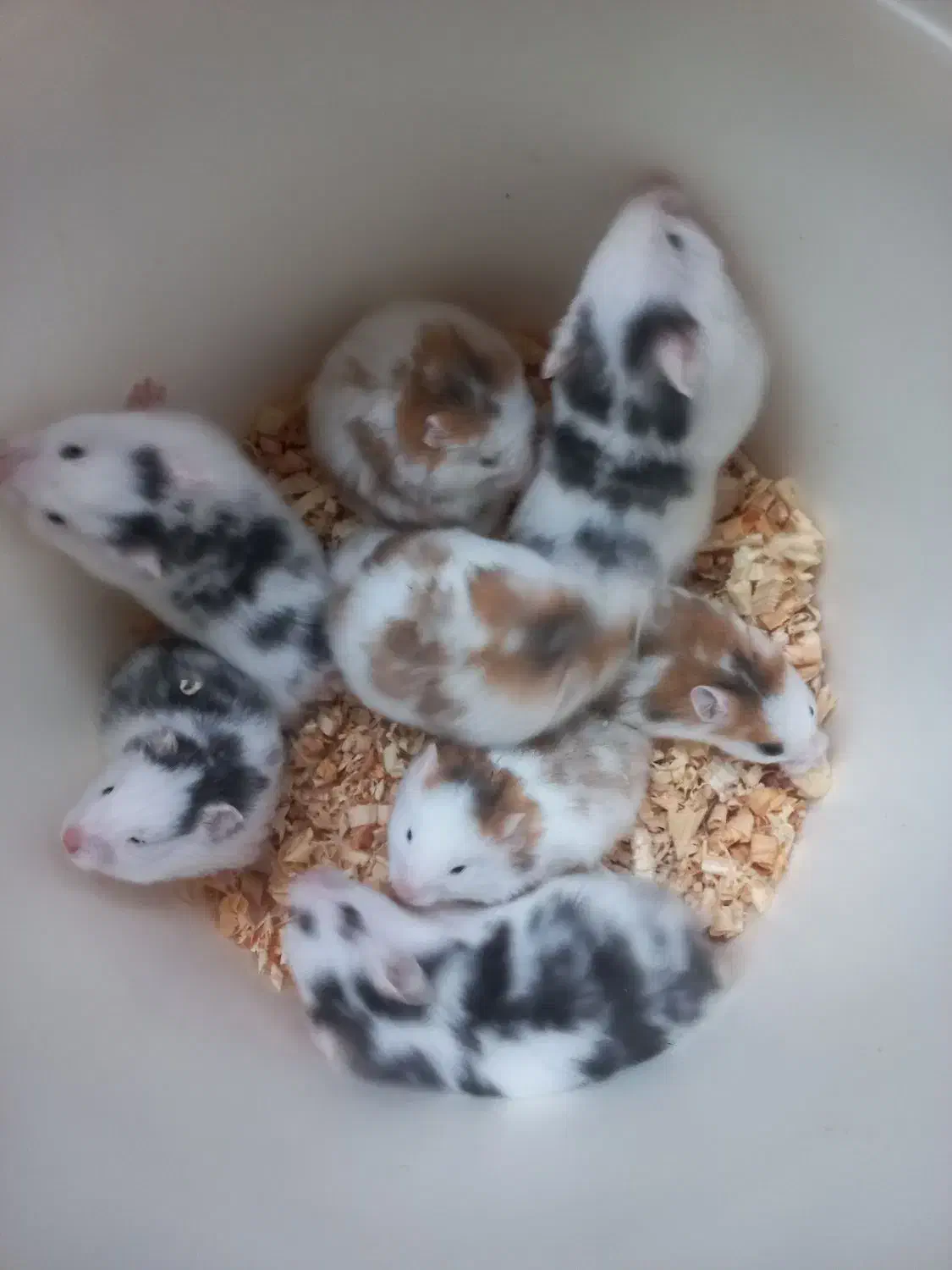 همستر نژادپشمالودست اموز رام|موش و خرگوش|رشت, استقامت ۲|دیوار