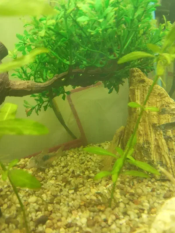 فروش آکواریوم شیشه خم|ماهی|اشنویه, |دیوار