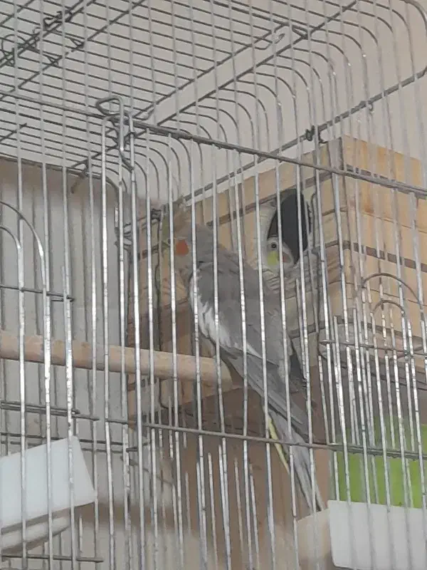 یک جفت عروس هلندی|پرنده|یاسوج, |دیوار