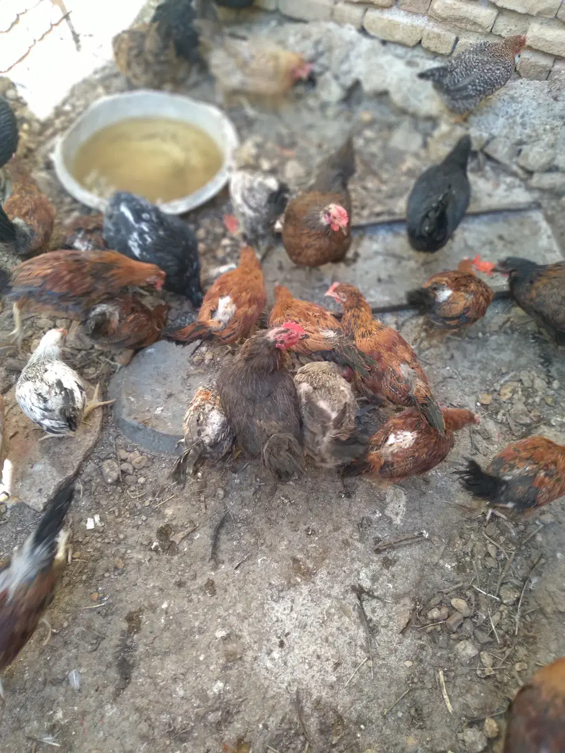 جوجه خروس|حیوانات مزرعه|فسا, |دیوار