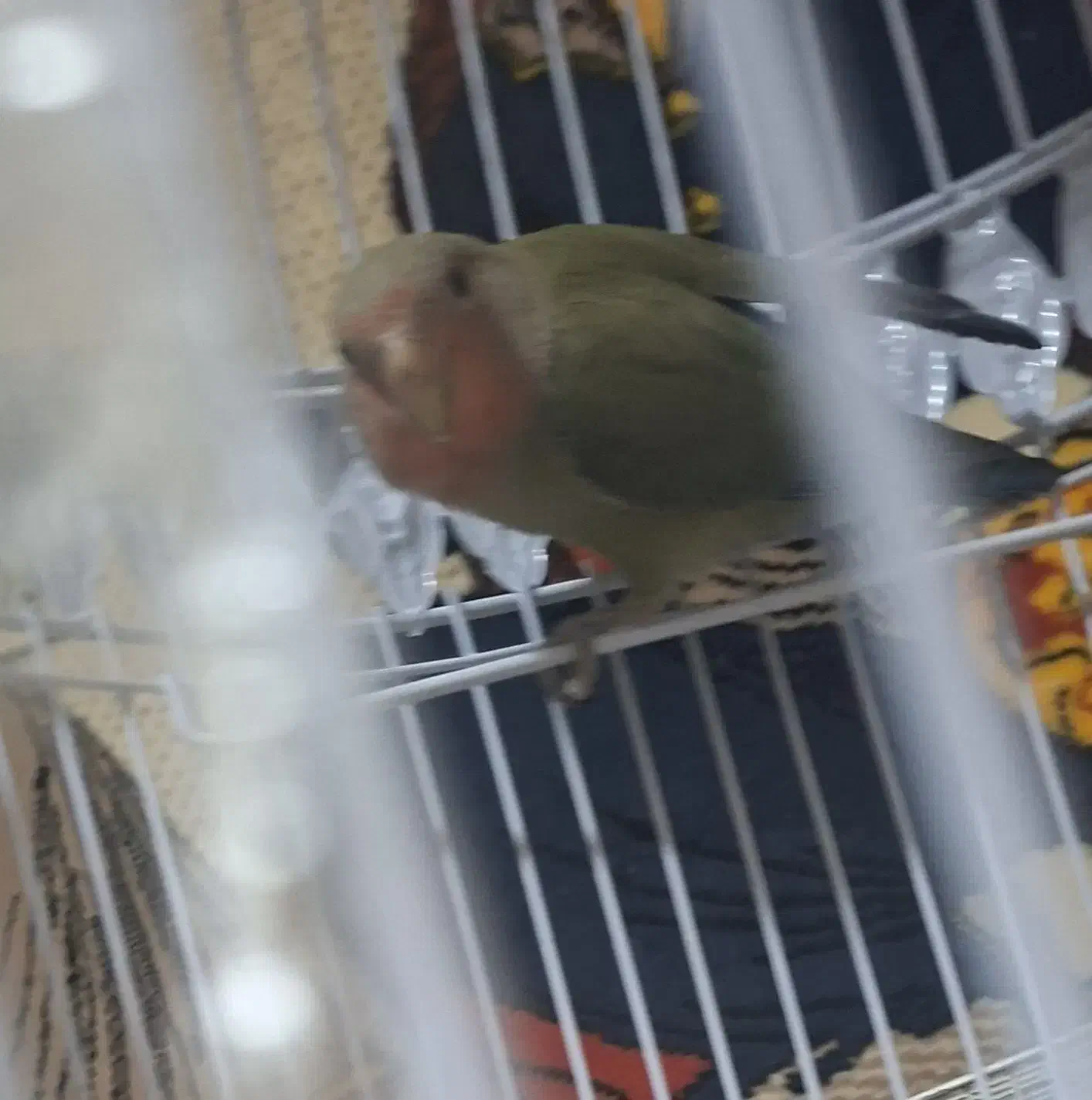 کوتوله|پرنده|مشهد, مقدم|دیوار