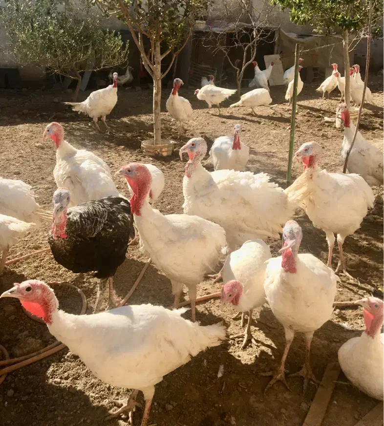 بوقلمون|حیوانات مزرعه|تهران, افسریه جنوبی|دیوار