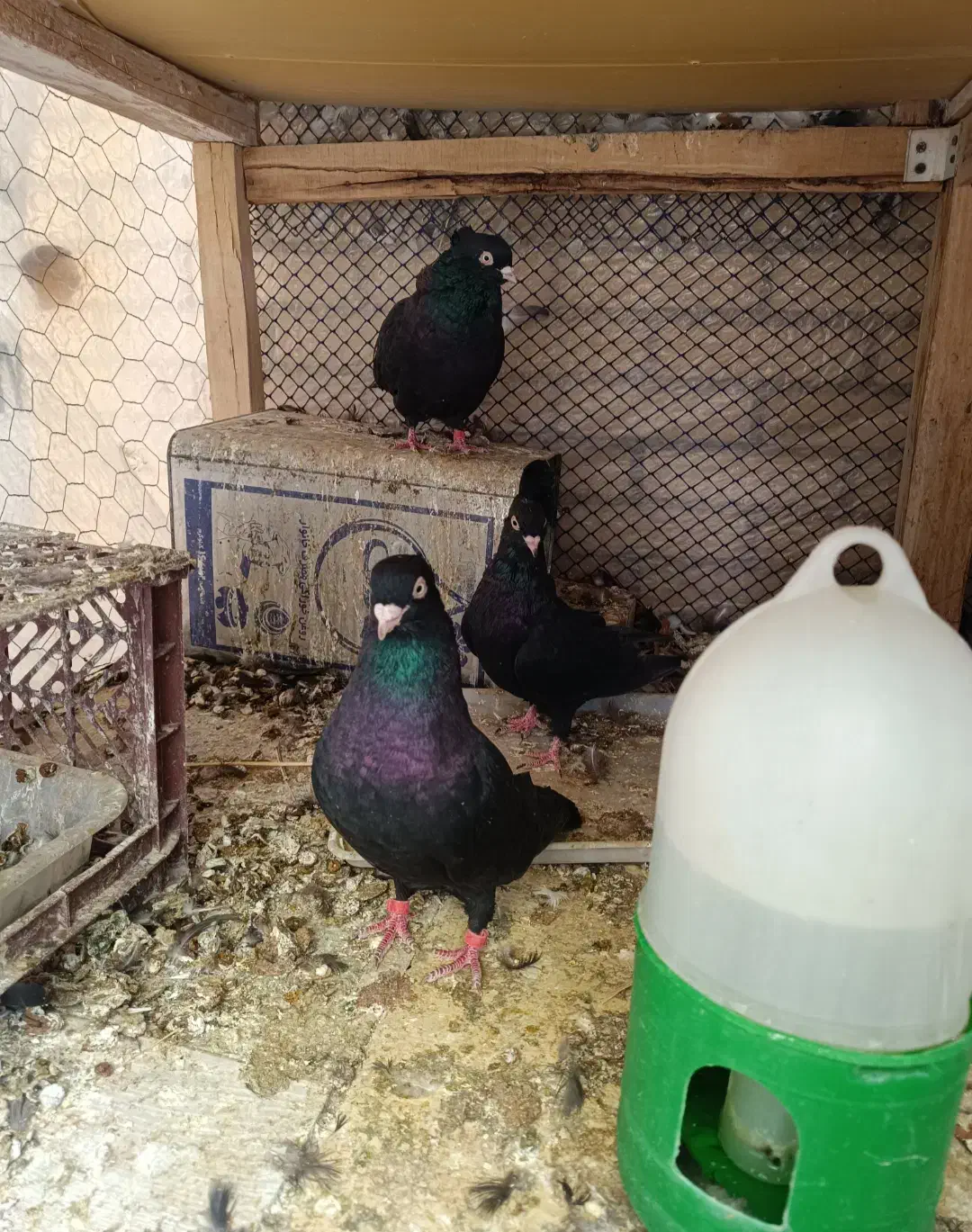 کبوتر صرب|پرنده|سمیرم, |دیوار