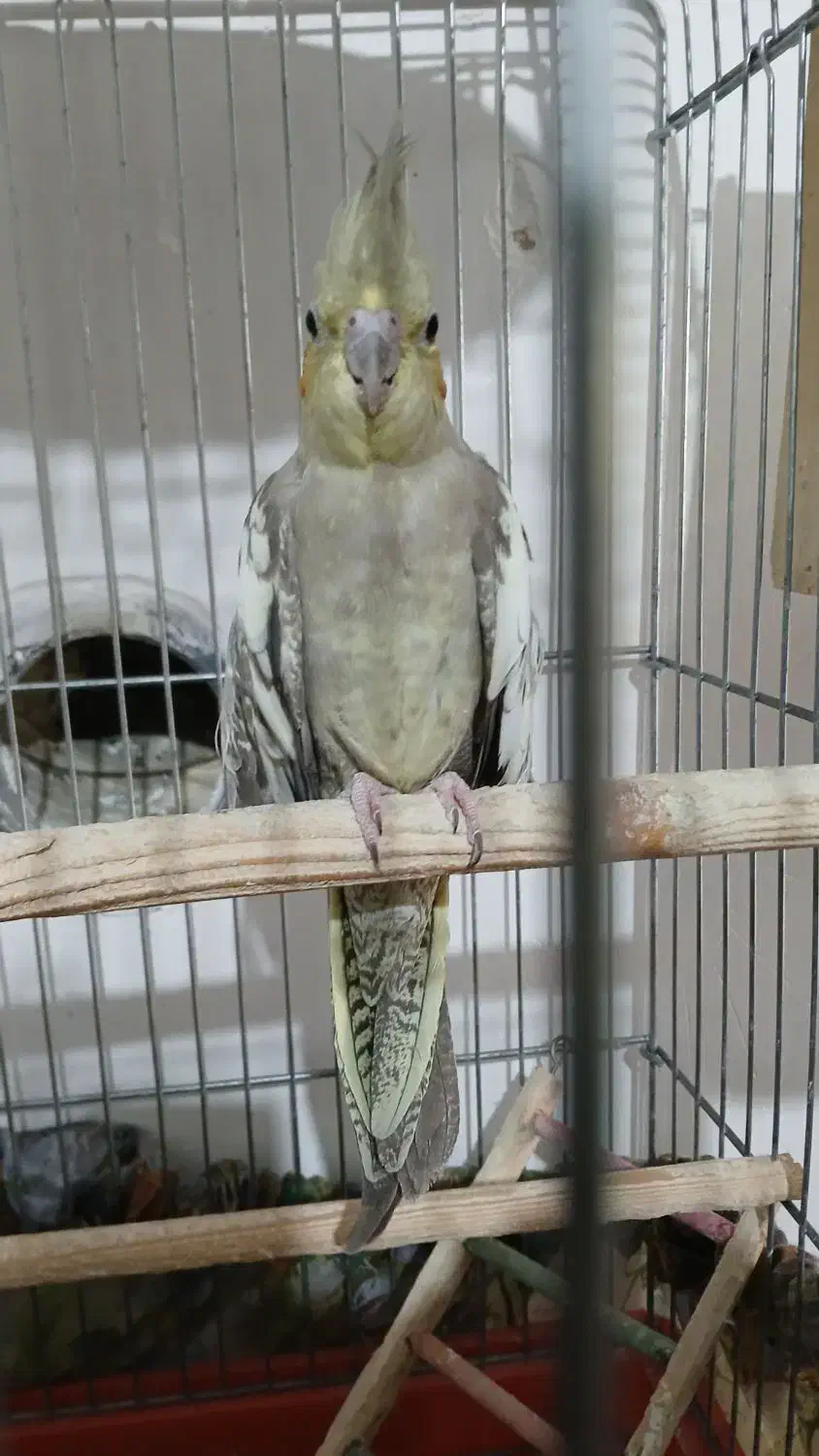 جفت عروس هلندی|پرنده|شیراز, جمال آباد|دیوار