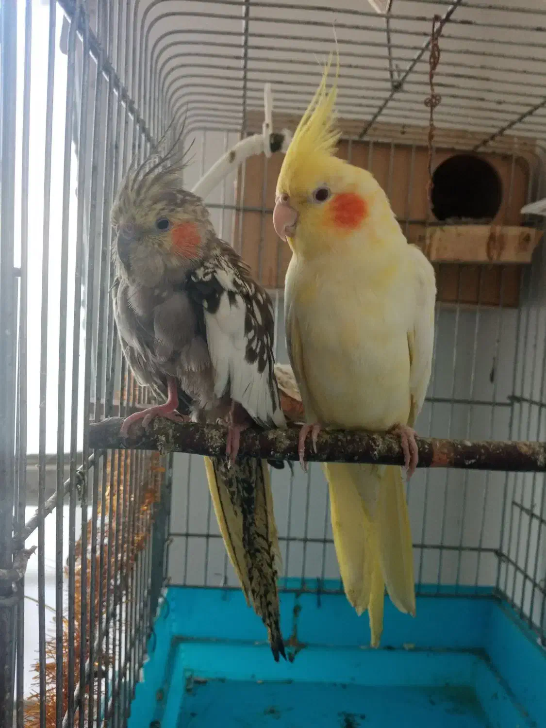 فروش دو عدد عروس هلندی نر و ماده|پرنده|ثلاث باباجانی, |دیوار