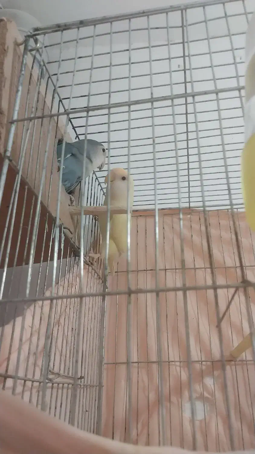 برزیلی عروس فنچ|پرنده|فردیس, ثابتی|دیوار