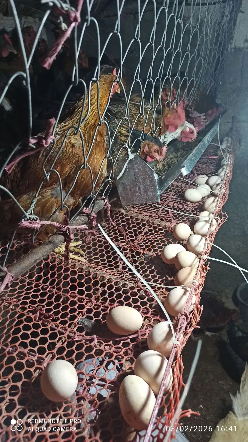 تخم مرغ|خوردنی و آشامیدنی|مرودشت, مجد آباد|دیوار