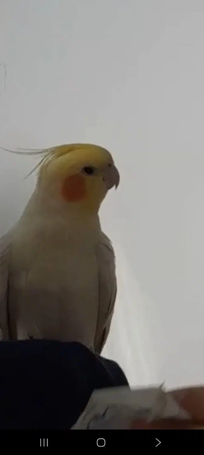 گمشده .|حیوانات|اردبیل, |دیوار