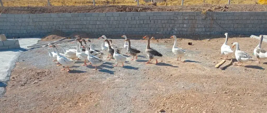 فروش غاز محلی|حیوانات مزرعه|مهاباد (آذربایجان غربی), |دیوار