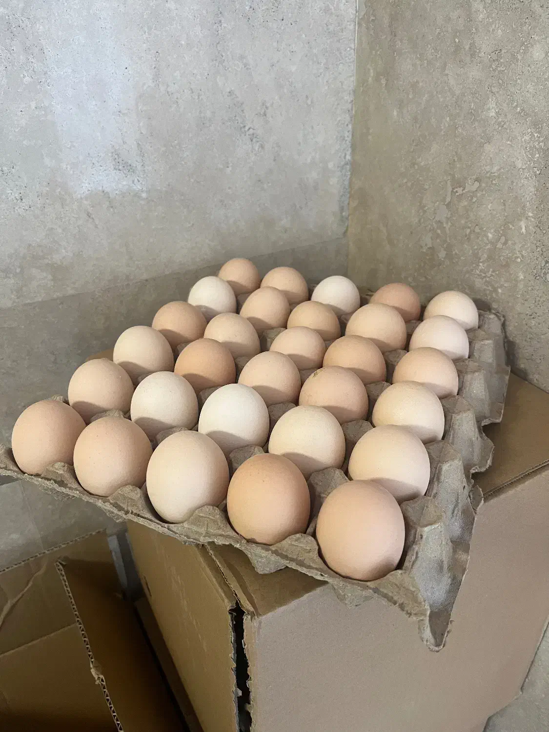 تخم مرغ بومی|خوردنی و آشامیدنی|یزد, |دیوار