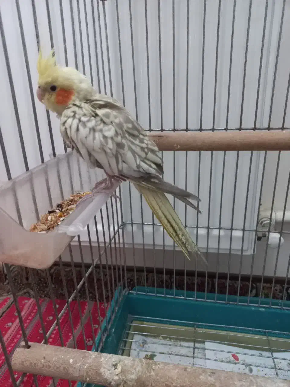 عروس هلندی|پرنده|مشکیندشت, |دیوار