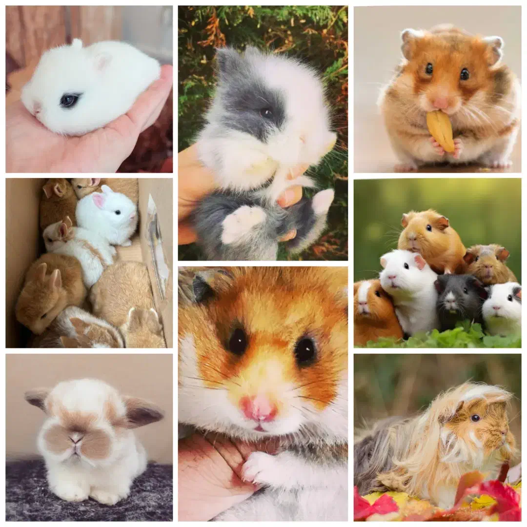 خرگوش فانتزی همستر خوکچه هندی (کارت سلامت)|موش و خرگوش|کاشان, سیفی آباد|دیوار