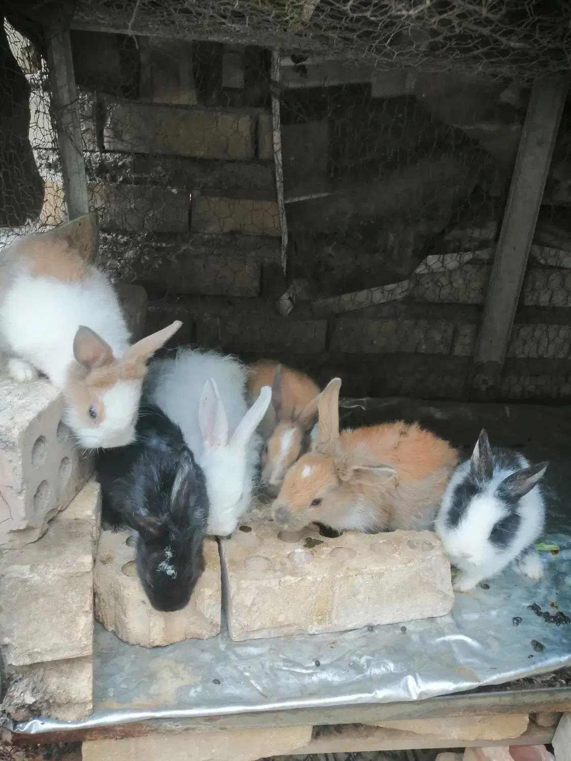 خرگوش|موش و خرگوش|گنبد کاووس, |دیوار