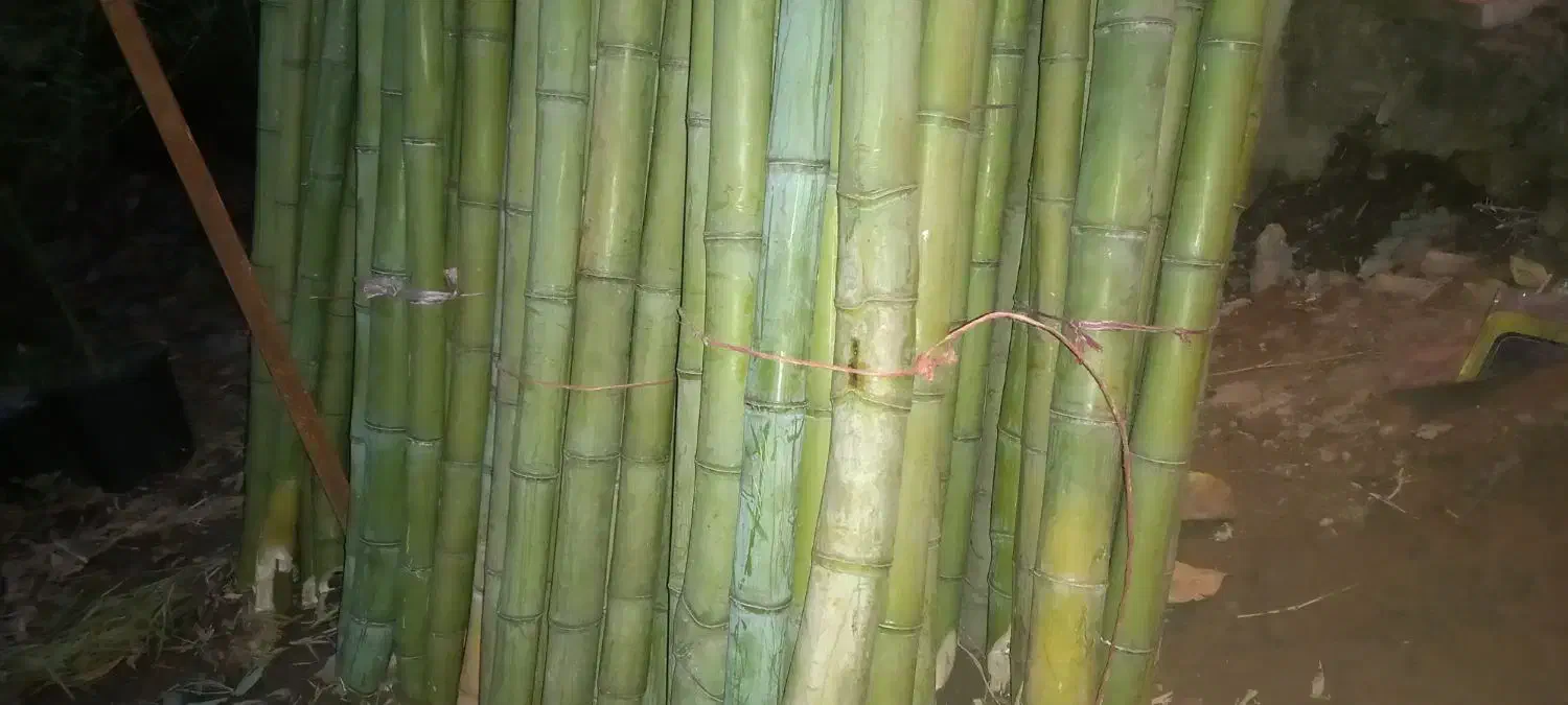 نی خیزران بامبو|گل و گیاه طبیعی|رحیمآباد, |دیوار