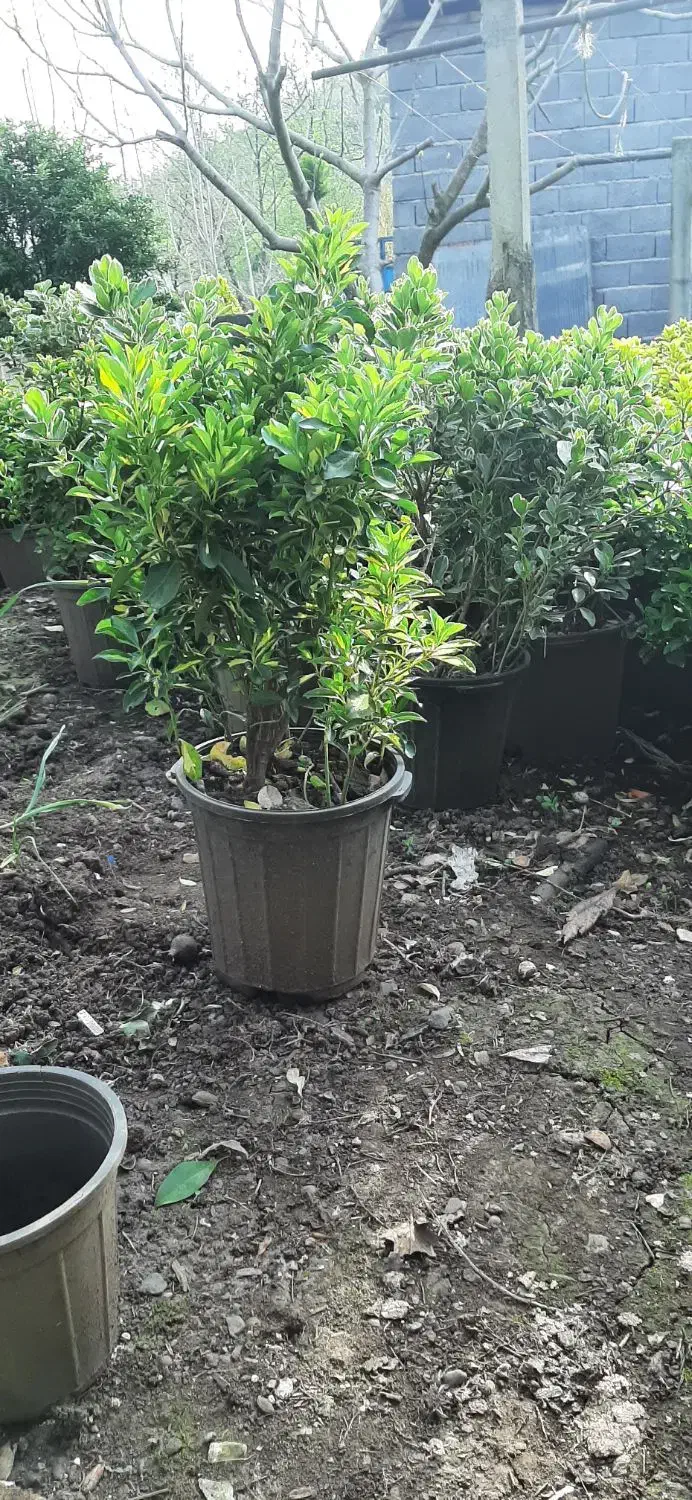 شمشادطلایی|گل و گیاه طبیعی|املش, |دیوار