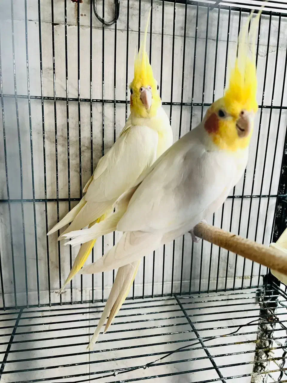 عروس هلندی ماده|پرنده|گنبد کاووس, |دیوار