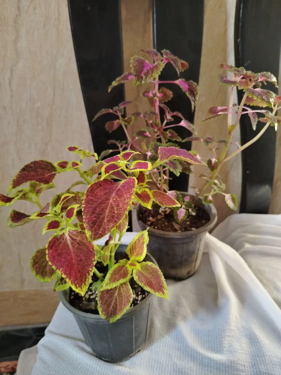 گل طبیعی آپارتمانی|گل و گیاه طبیعی|ایرانشهر, |دیوار