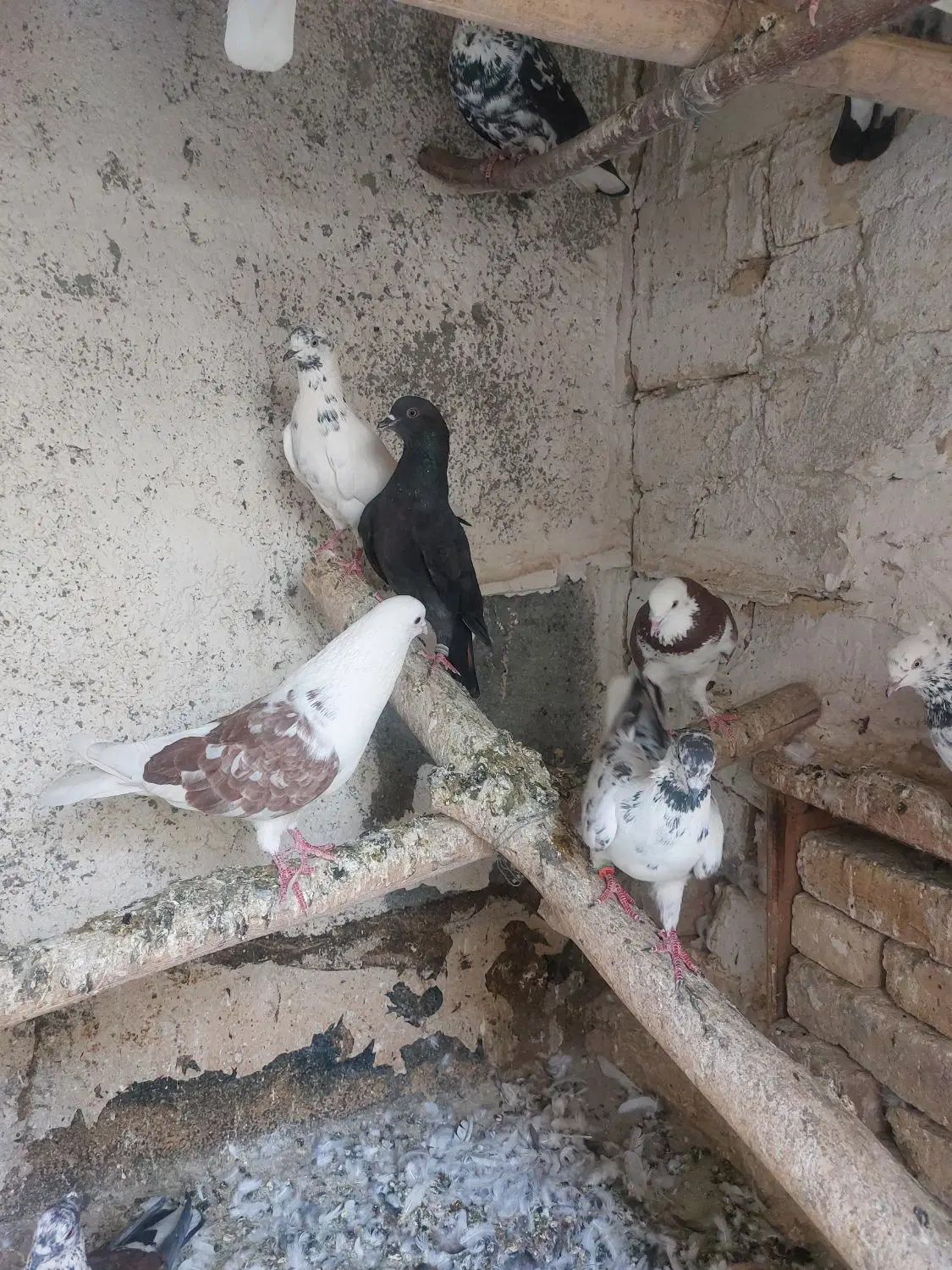 شکار|پرنده|اراک, |دیوار