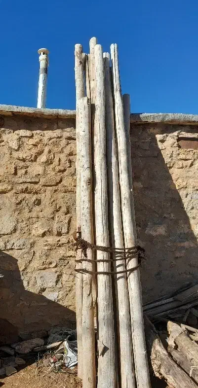 چنار|خدمات باغبانی و درختکاری|مریوان, |دیوار